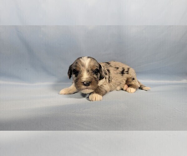 Medium Photo #7 Bernedoodle (Miniature) Puppy For Sale in BLACK FOREST, CO, USA