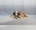 Small Photo #7 Bernedoodle (Miniature) Puppy For Sale in BLACK FOREST, CO, USA