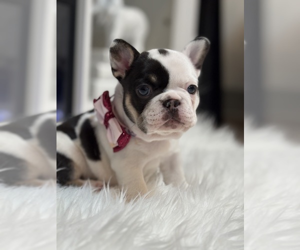 Medium Photo #7 French Bulldog Puppy For Sale in CINCINNATI, OH, USA