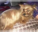 Small Photo #6 Yorkshire Terrier Puppy For Sale in HOUSTON, TX, USA