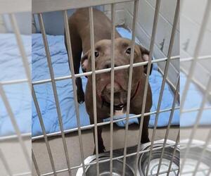 Mutt Dogs for adoption in Decatur, IL, USA