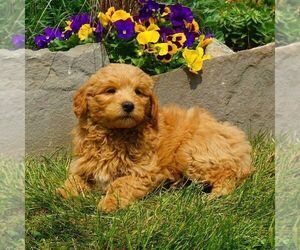 Goldendoodle-Poodle (Miniature) Mix Puppy for sale in FORT PLAIN, NY, USA