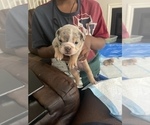 Small Photo #5 English Bulldog Puppy For Sale in RICHMOND, VA, USA