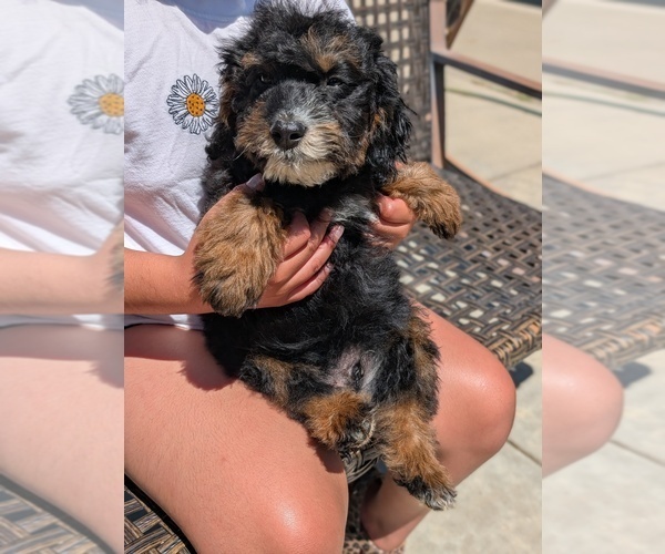 Medium Photo #20 Bernedoodle (Miniature) Puppy For Sale in SACRAMENTO, CA, USA