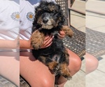 Small Photo #20 Bernedoodle (Miniature) Puppy For Sale in SACRAMENTO, CA, USA