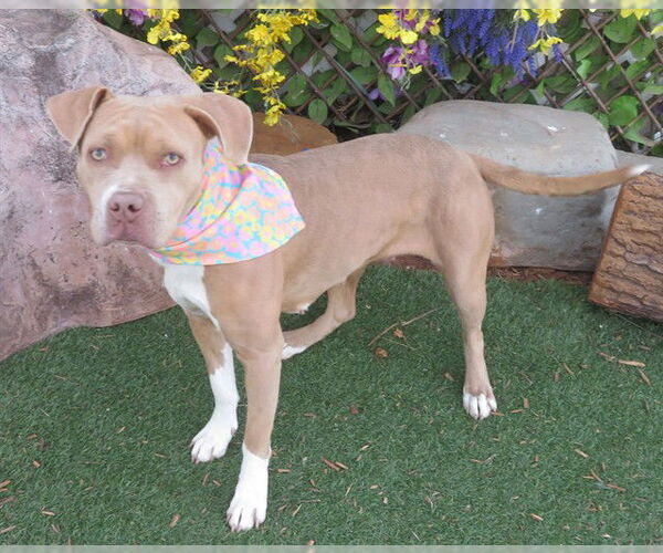 Medium Photo #1 American Pit Bull Terrier-Unknown Mix Puppy For Sale in Oklahoma City, OK, USA