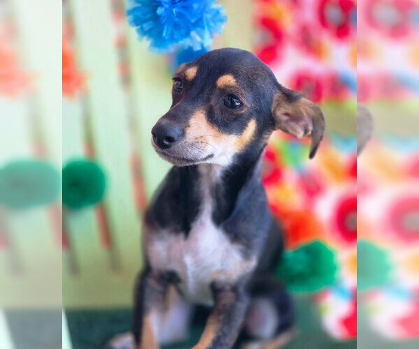 Medium Photo #3 Doxie-Pin Puppy For Sale in Chino Hills, CA, USA