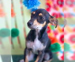 Small #2 Doxie-Pin