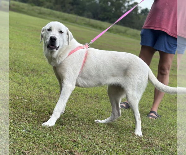Medium Photo #5 Labrenees Puppy For Sale in Scottsboro, AL, USA