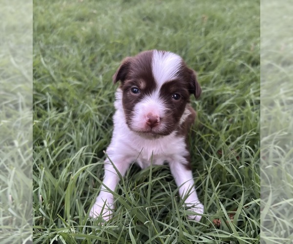 Medium Photo #1 Miniature Australian Shepherd Puppy For Sale in EASTANOLLEE, GA, USA