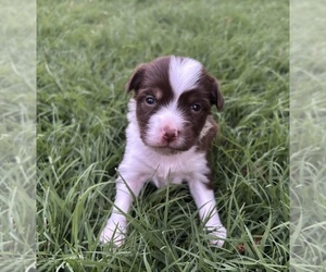 Miniature Australian Shepherd Puppy for sale in EASTANOLLEE, GA, USA