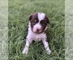 Image preview for Ad Listing. Nickname: Cocoa
