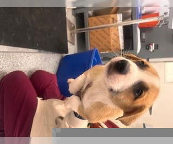 Medium Photo #1 American Pit Bull Terrier Puppy For Sale in Houston, TX, USA