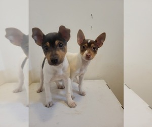 Rat Terrier Puppy for sale in COLUMBIA, SC, USA