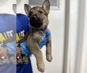 German Shepherd Dog Puppy for sale in CAPE CORAL, FL, USA