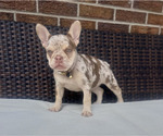 Small #3 French Bulldog