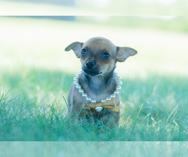 Medium Photo #6 Chihuahua Puppy For Sale in WARSAW, IN, USA