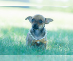 Small Photo #6 Chihuahua Puppy For Sale in WARSAW, IN, USA