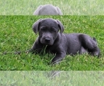 Small Photo #3 Labrador Retriever Puppy For Sale in FREDERICKSBURG, OH, USA