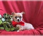 Small Photo #5 Chihuahua Puppy For Sale in KIRKWOOD, PA, USA