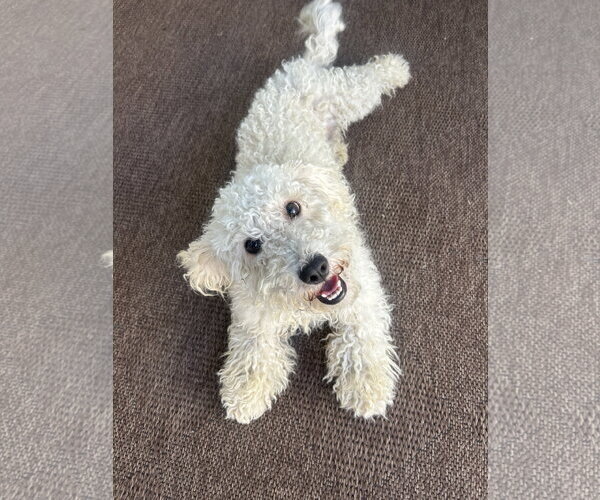 Medium Photo #1 Poodle (Miniature)-Unknown Mix Puppy For Sale in Corona, CA, USA