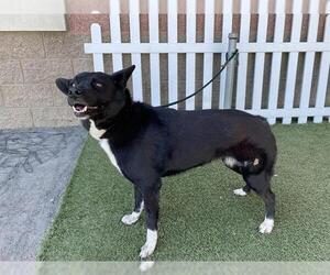 Border Collie-Unknown Mix Dogs for adoption in Modesto, CA, USA