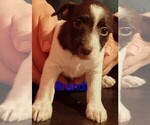 Puppy Brandi Jack Russell Terrier-Schnauzer (Miniature) Mix
