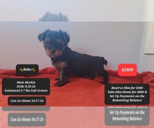 Morkie Puppy for sale in TUCSON, AZ, USA