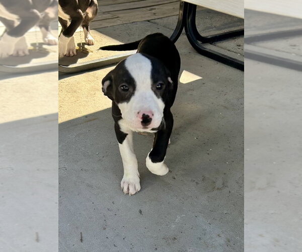 Medium Photo #4 Mutt Puppy For Sale in Mooresville, NC, USA