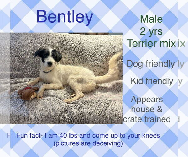 Medium Photo #1 Mutt Puppy For Sale in New Oxford , PA, USA