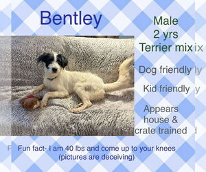 Mutt Dogs for adoption in New Oxford , PA, USA
