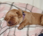 Puppy Jinny Labrador Retriever