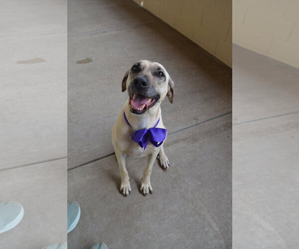 Medium Photo #3 Labrador Retriever-Unknown Mix Puppy For Sale in McKinney, TX, USA