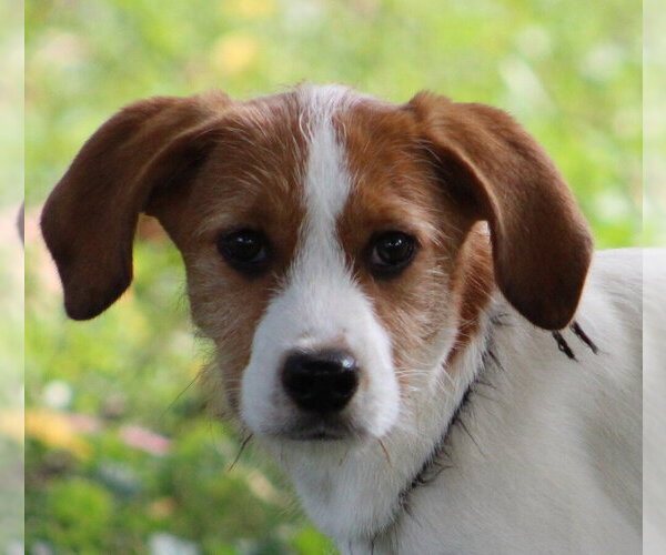 Medium Photo #13 Beagle-Unknown Mix Puppy For Sale in Aurora, IN, USA