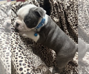 Medium Boston Terrier