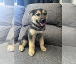 Small #10 German Shepherd Dog