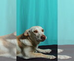 Small #2 Retriever  Mix