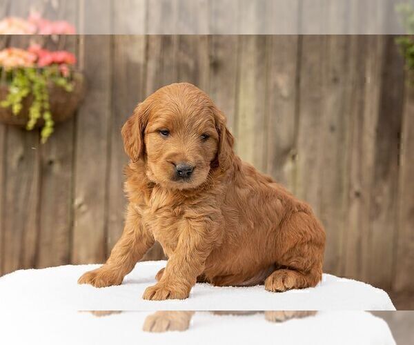 Medium Photo #3 Goldendoodle (Miniature) Puppy For Sale in NEW HOLLAND, PA, USA