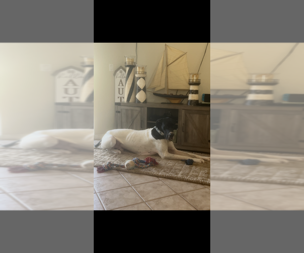 Medium Photo #1 Great Dane Puppy For Sale in BLYTHEWOOD, SC, USA