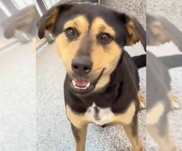 Medium Photo #3 German Shepherd Dog Puppy For Sale in Houston, TX, USA