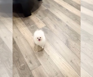 Pomeranian Puppy for sale in EASTVALE, CA, USA