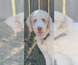 Father of the Goldendoodle puppies born on 12/21/2022