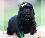 Small Photo #45 Goldendoodle (Miniature) Puppy For Sale in WARSAW, IN, USA