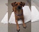 Small Beagle Mix