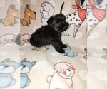 Small #15 Poodle (Toy)