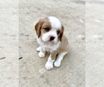 Small Photo #5 Cavalier King Charles Spaniel Puppy For Sale in BOERNE, TX, USA