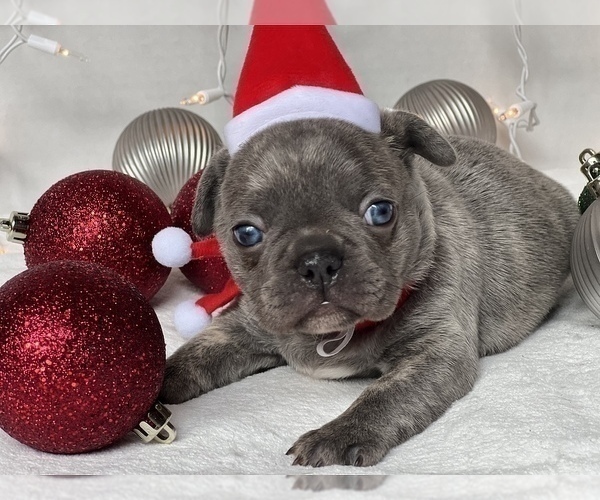 Medium Photo #3 French Bulldog Puppy For Sale in FLEMING ISLAND, FL, USA