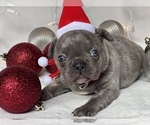 Small Photo #3 French Bulldog Puppy For Sale in FLEMING ISLAND, FL, USA