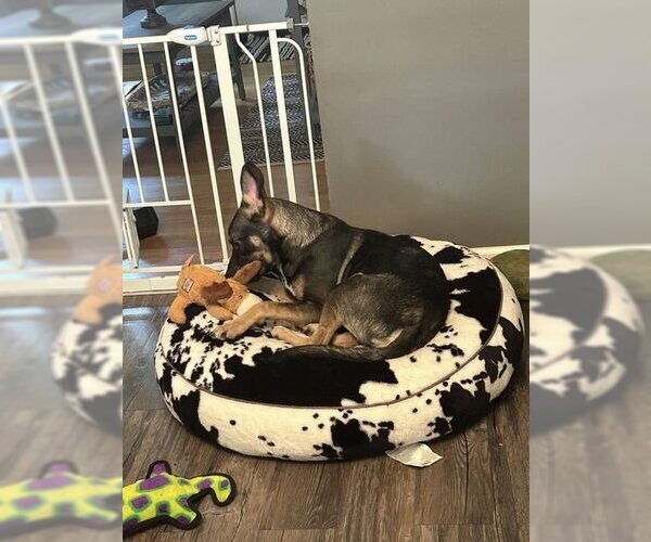 Medium Photo #6 German Shepherd Dog-Unknown Mix Puppy For Sale in Saegertown , PA, USA