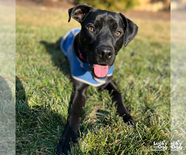 Medium Photo #8 Labrador Retriever-Unknown Mix Puppy For Sale in Washington, DC, USA